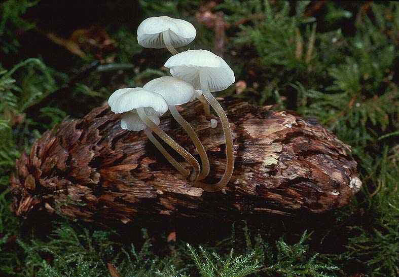 Strobilurus trullisatus